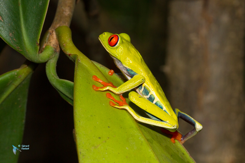 Costa-Rica. Grenouille aux yeux rouges.