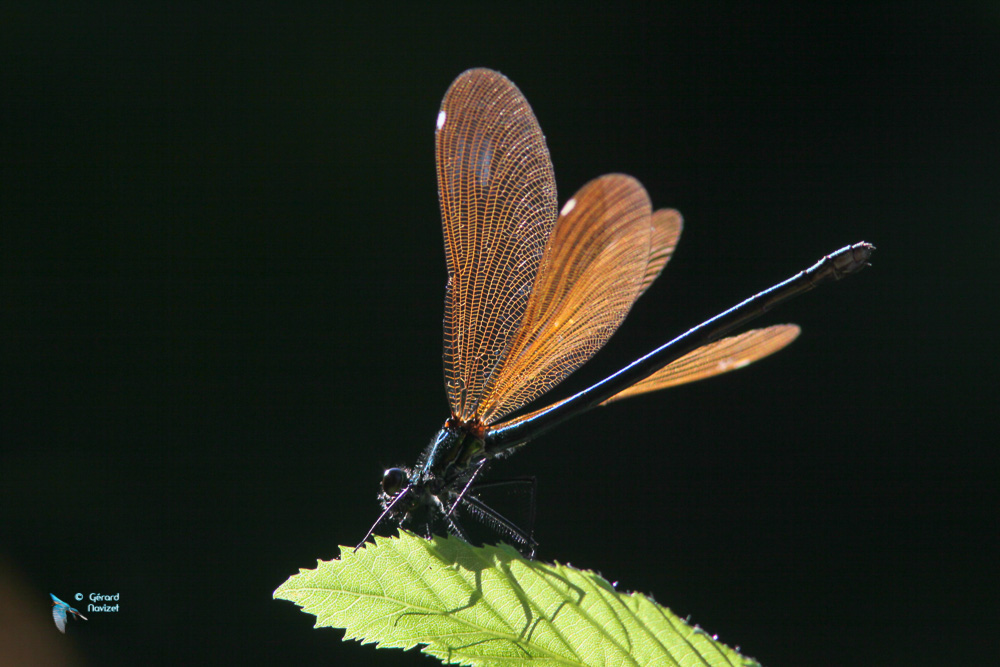 Isère. Calopteryx vierge.