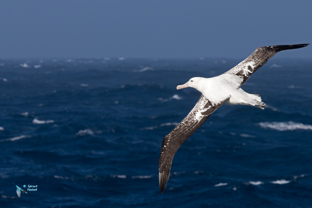 Antarctique. Albatros hurleur.