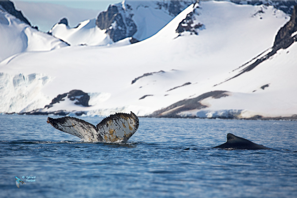 Baleine à bosse. Péninsule antarctique
