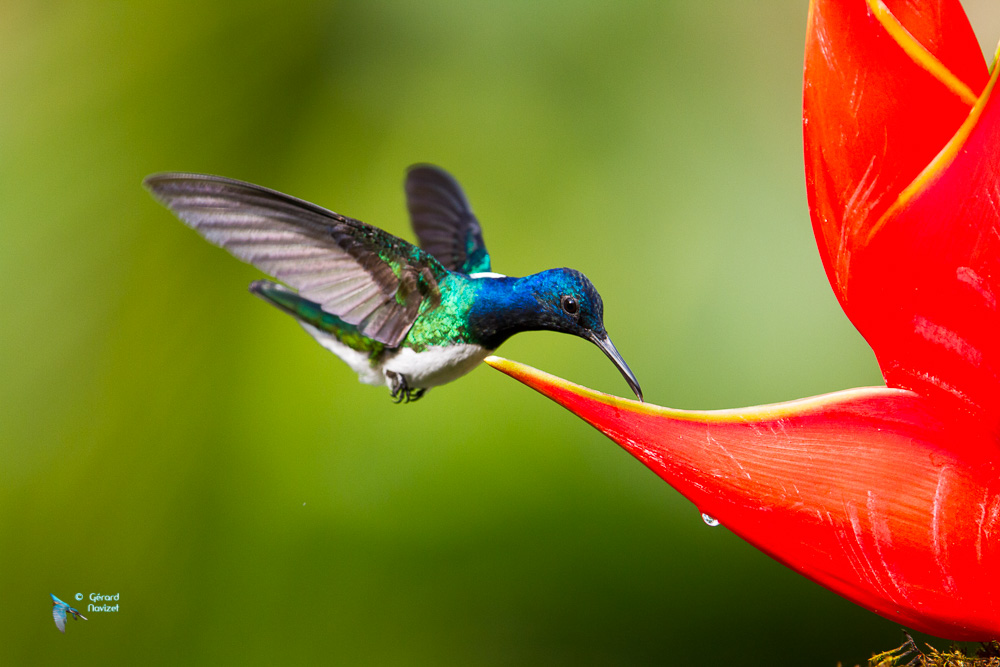 Costa-Rica. Colibri Jacobin.