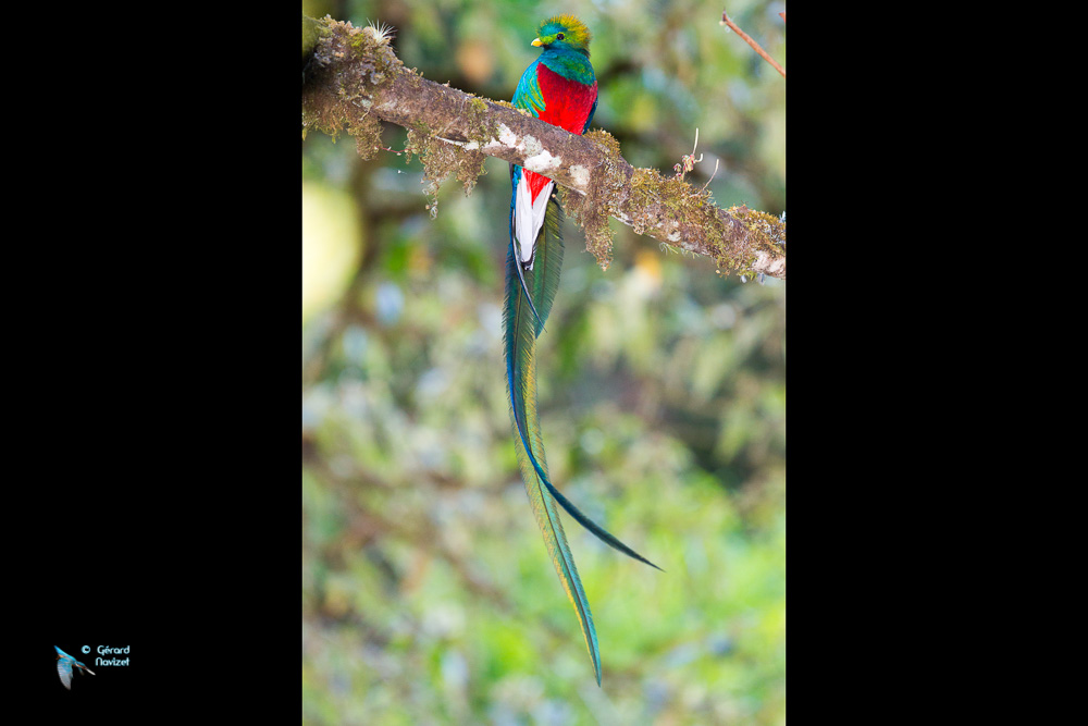 Costa-Rica. Quetzal resplendissant.