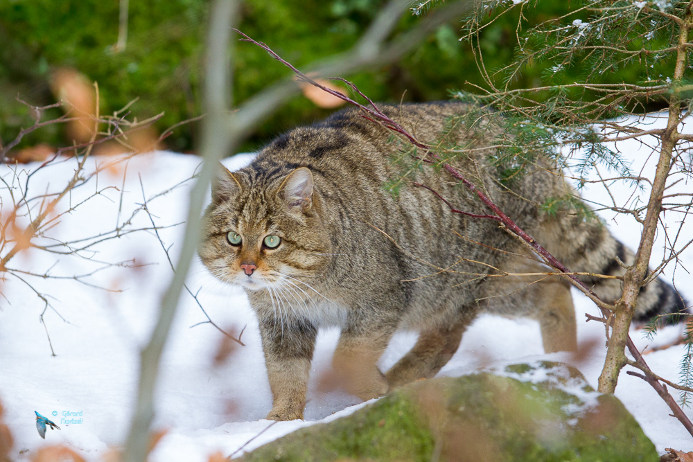 Bayericherwald. Allemagne. Chat forestier-Chat sauvage. Captivité.
