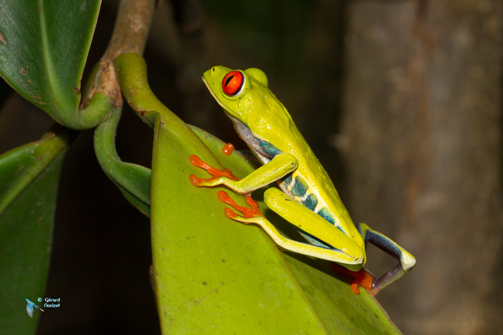 Costa-Rica. Grenouille aux yeux rouges.