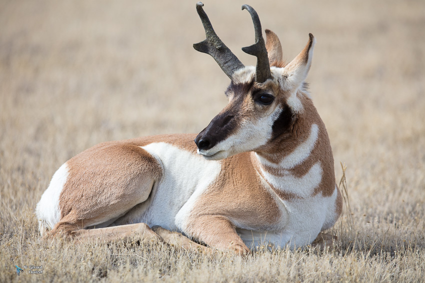  Antilope d'Amérique-Antilocapra americana