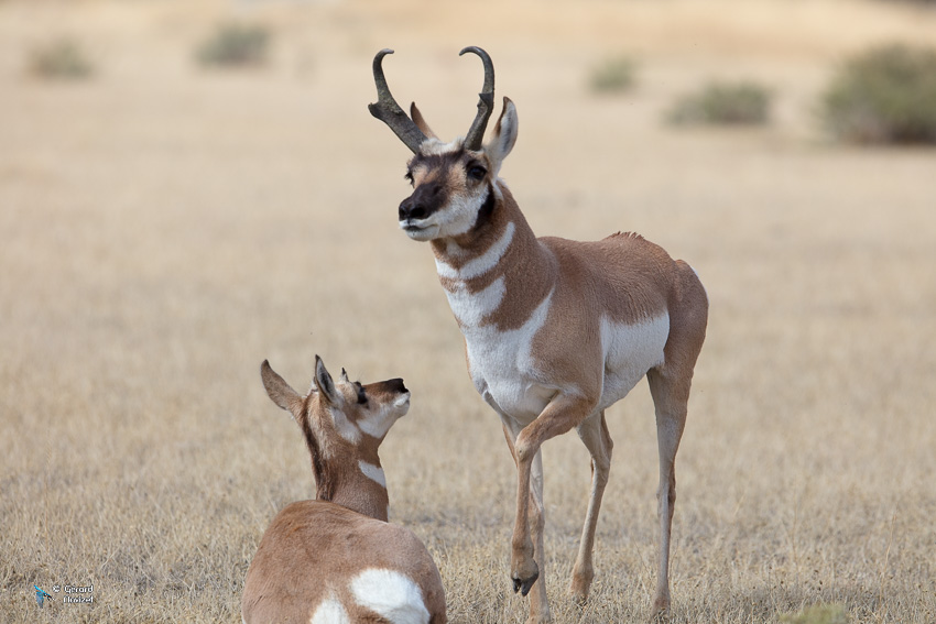  Antilope d'Amérique-Antilocapra americana