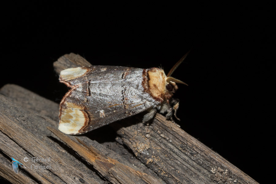 Bucéphale-phalera bucephala