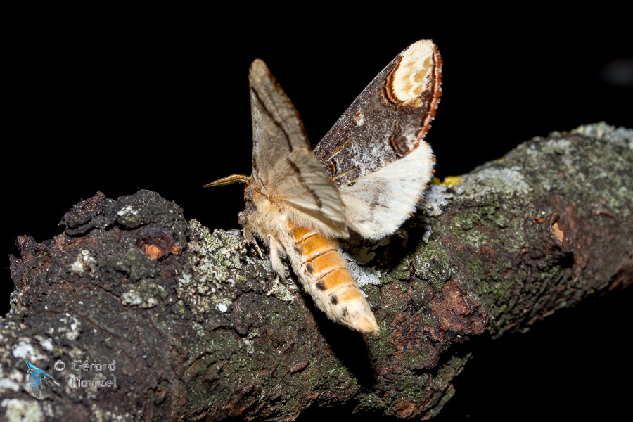 Bucéphale-phalera bucephala