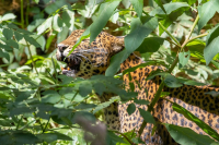 Panthère-léopard du Sri Lanka