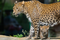 panthère-léopard du Sri Lanka
