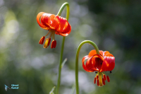Lis de Pompone. Lis ruban. Lilium pomponium