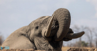Eléphant d'Afrique