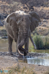 Eléphant d'Afrique