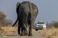 Eléphant d'Afrique