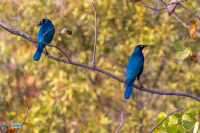 Choucador à oreillons bleus