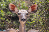 Grand koudou femelle