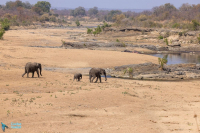 Eléphant d'Afrique