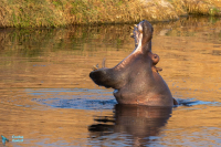 Hippopotame amphibie