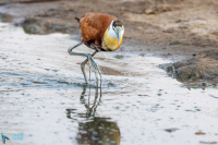 Jacana à poitrine dorée