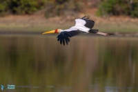 Tantale ibis