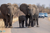 Eléphant d'Afrique