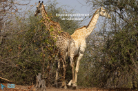 Girafe d'Afrique du Sud