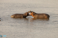 Hippopotame amphibie