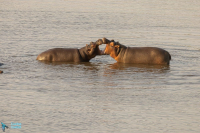 Hippopotame amphibie
