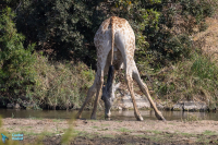 Girafe d'Afrique du Sud