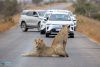 Lionnes. Priorité aux plus costaux !