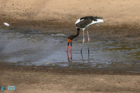 Jabiru d'Afrique