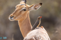 Impala et piqueboeuf à bec rouge