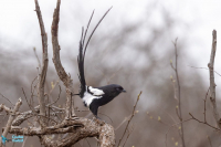 Corvinelle noir et blanc