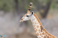 Girafe d'Afrique du Sud