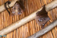 Épomophore de wahlberg