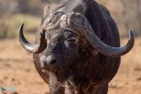Buffle d'Afrique
