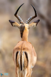 Impala et piqueboeuf à bec rouge