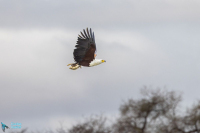 Pygargue vocifer avec proie
