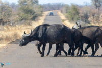 Buffle d'Afrique