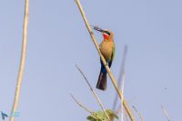 Guêpier à front blanc