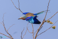 Rollier à longs brins