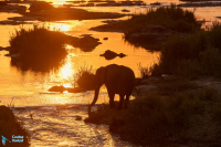 Eléphant d'Afrique