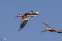 Calao d'Afrique du Sud