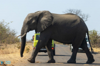 Eléphant d'Afrique
