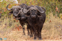 Buffle d'Afrique