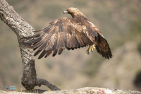Aigle royal - Espagne