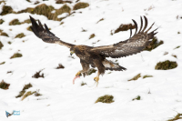 Aigle royal.