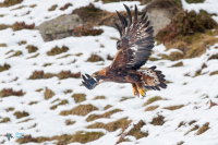 Aigle royal.