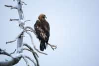Aigle royal.