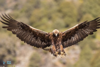 Aigle royal - Espagne